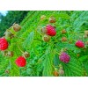 双季树莓种苗--秋英